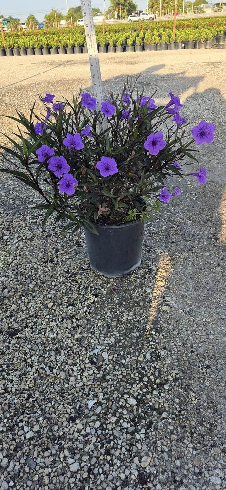 ruellia-brittoniana-purple-showers-mexican-bluebell-mexican-petunia