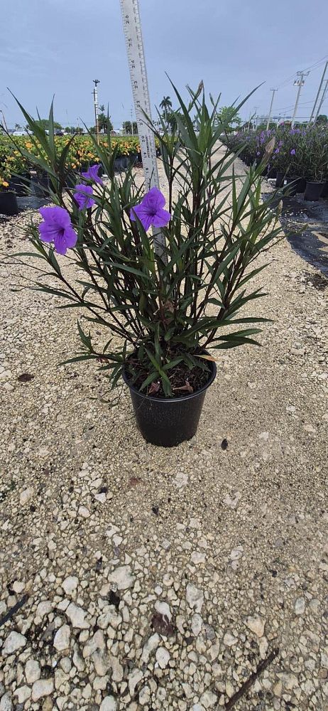 ruellia-brittoniana-purple-showers-mexican-bluebell-mexican-petunia