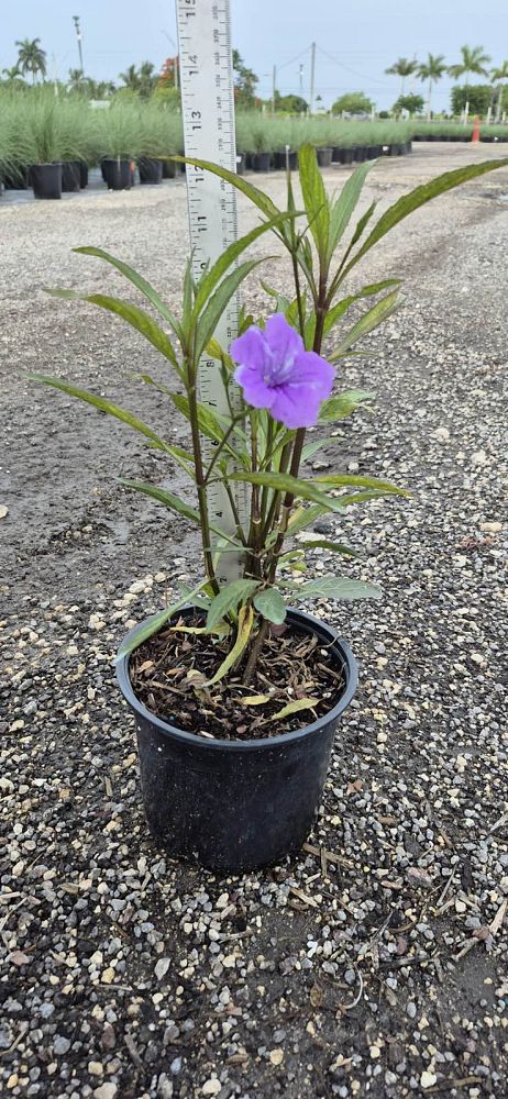 ruellia-brittoniana-purple-showers-mexican-bluebell-mexican-petunia