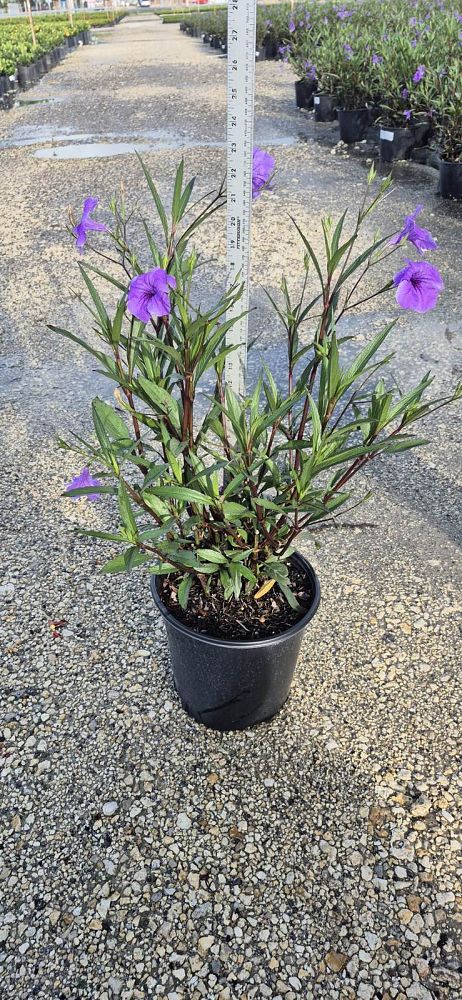 ruellia-brittoniana-purple-showers-mexican-bluebell-mexican-petunia