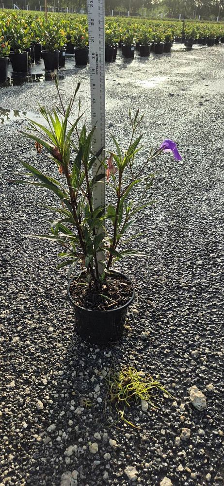 ruellia-brittoniana-purple-showers-mexican-bluebell-mexican-petunia