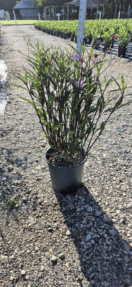 ruellia-brittoniana-purple-showers-mexican-bluebell-mexican-petunia