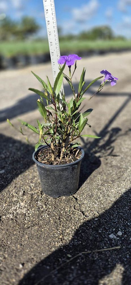 ruellia-brittoniana-purple-showers-mexican-bluebell-mexican-petunia