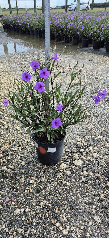 ruellia-brittoniana-purple-showers-mexican-bluebell-mexican-petunia