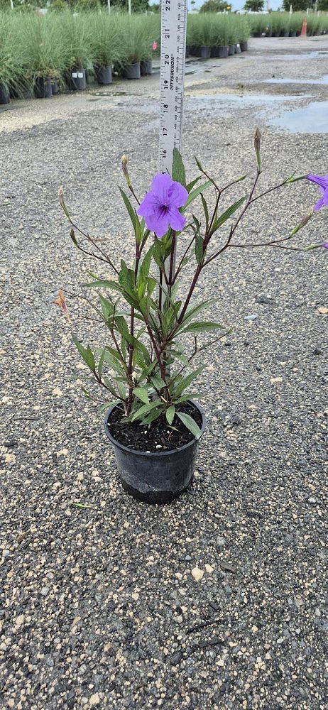 ruellia-brittoniana-purple-showers-mexican-bluebell-mexican-petunia