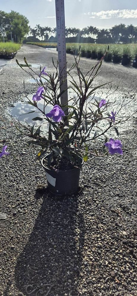 ruellia-brittoniana-purple-showers-mexican-bluebell-mexican-petunia