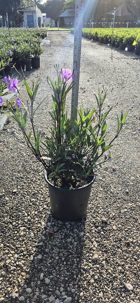 ruellia-brittoniana-purple-showers-mexican-bluebell-mexican-petunia