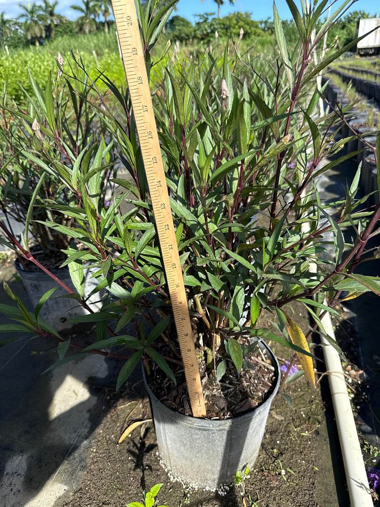 ruellia-brittoniana-purple-showers-mexican-bluebell-mexican-petunia