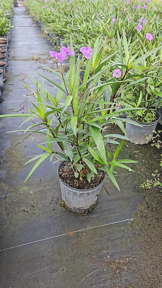 ruellia-brittoniana-purple-showers-mexican-bluebell-mexican-petunia