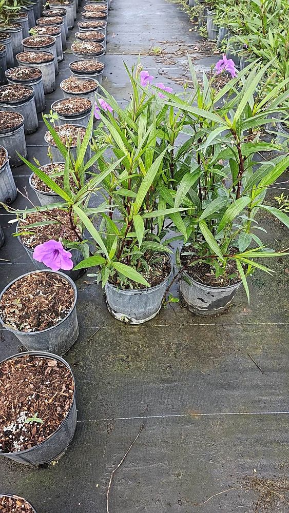 ruellia-brittoniana-purple-showers-mexican-bluebell-mexican-petunia