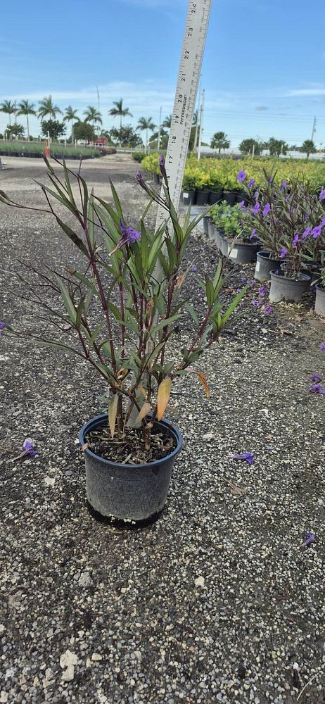 ruellia-brittoniana-purple-showers-mexican-bluebell-mexican-petunia