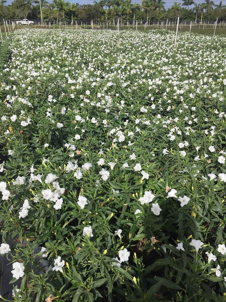 ruellia-brittoniana-white-showers-mexican-bluebell