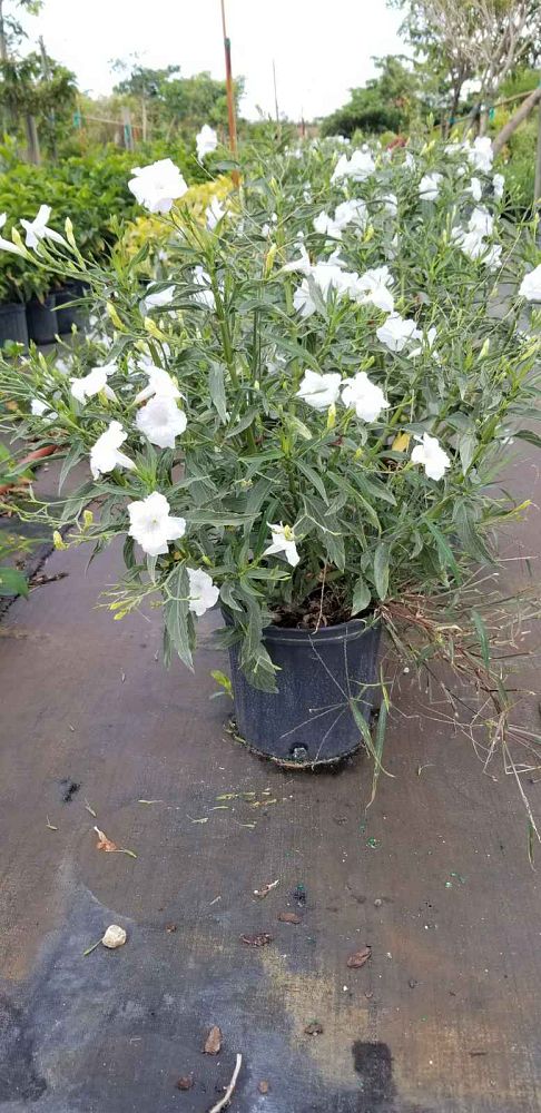 ruellia-brittoniana-white-showers-mexican-bluebell