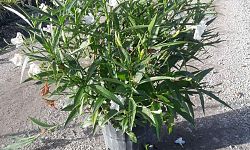 ruellia-brittoniana-white-showers-mexican-bluebell