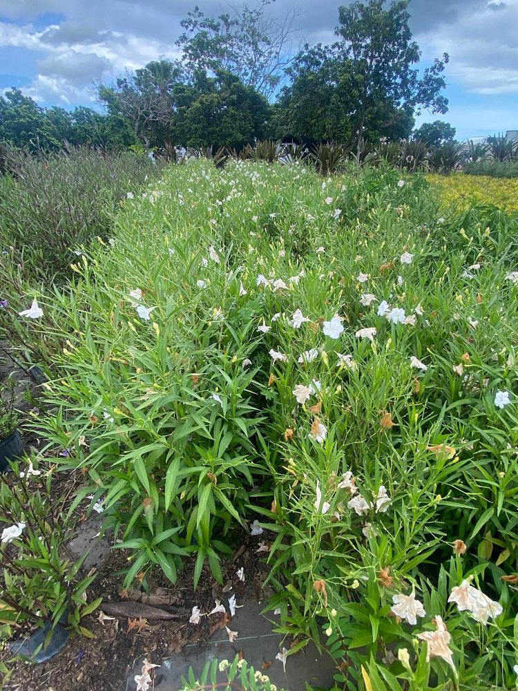 ruellia-brittoniana-white-showers-mexican-bluebell