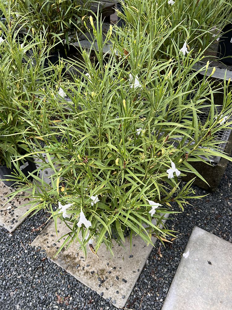 ruellia-brittoniana-white-showers-mexican-bluebell