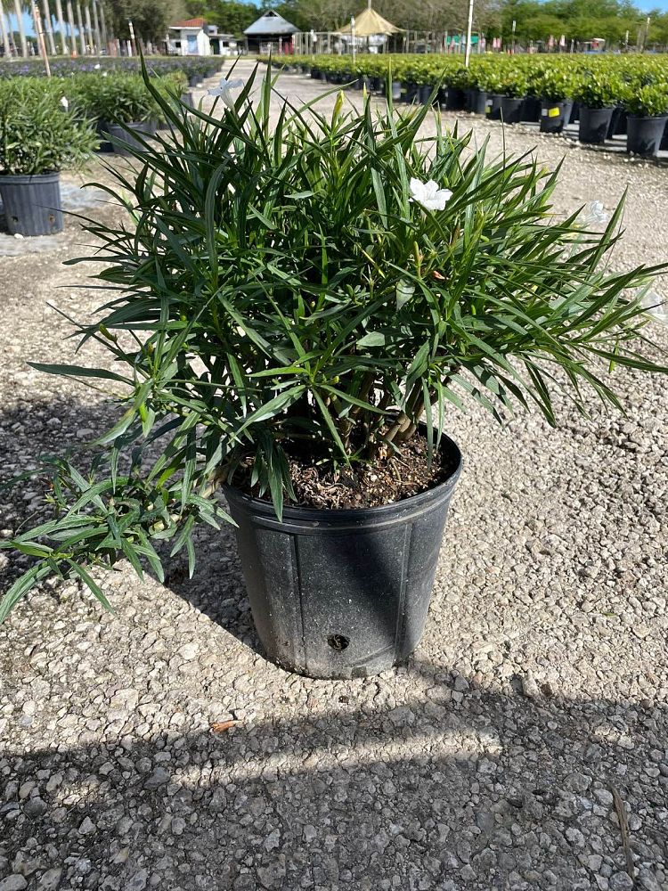 ruellia-brittoniana-white-showers-mexican-bluebell