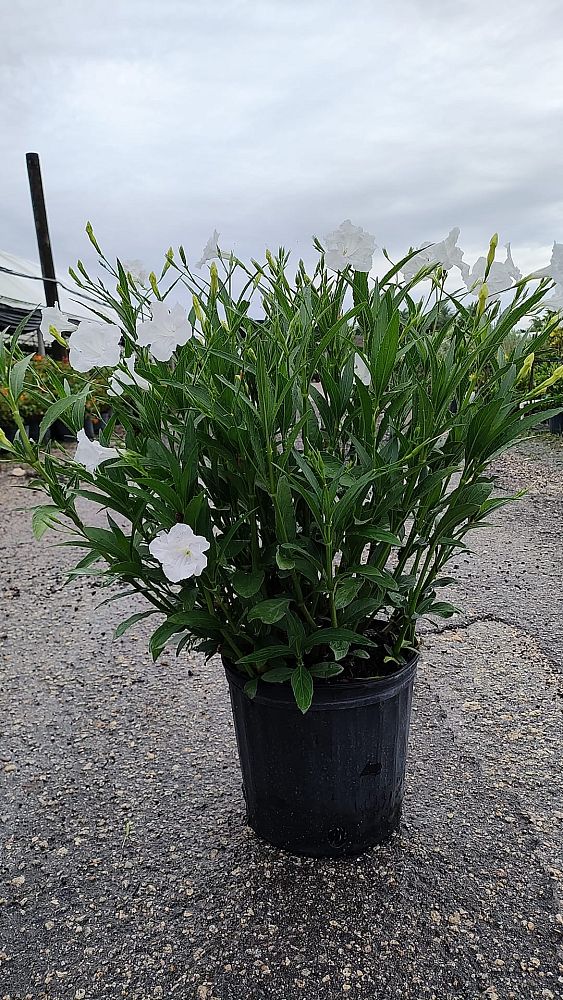 ruellia-brittoniana-white-showers-mexican-bluebell