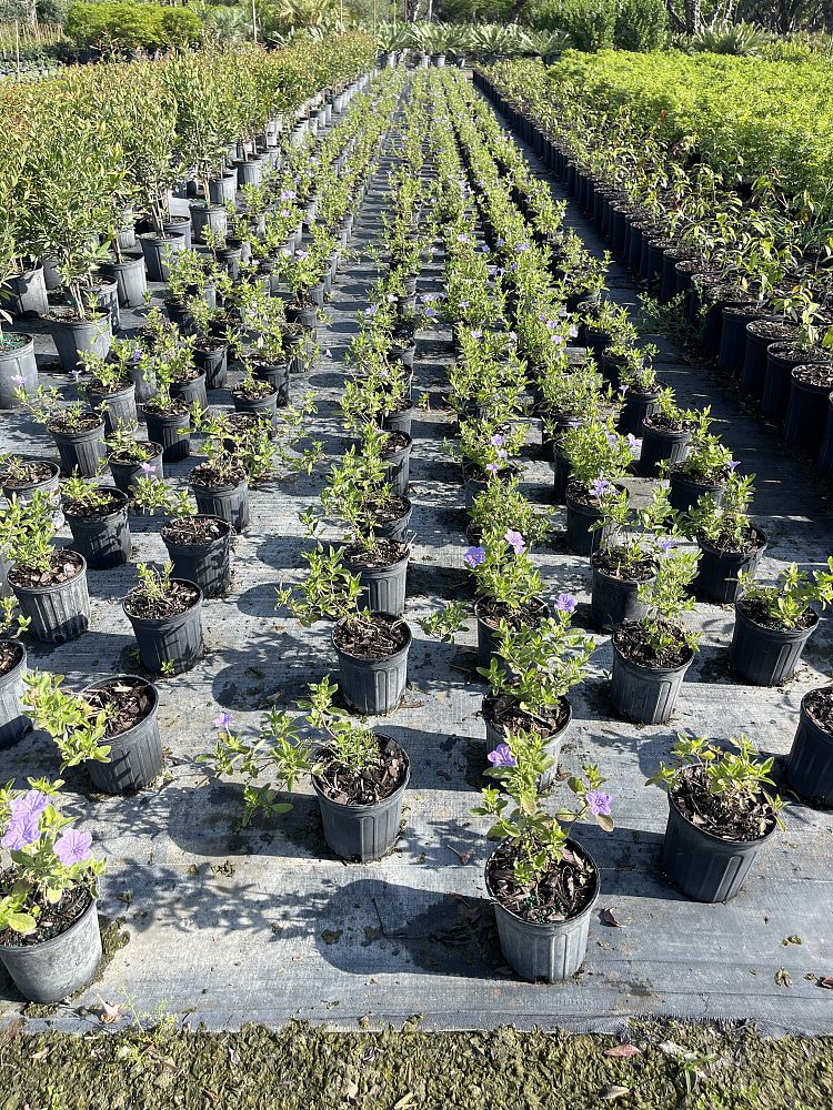 ruellia-caroliniensis-wild-petunia