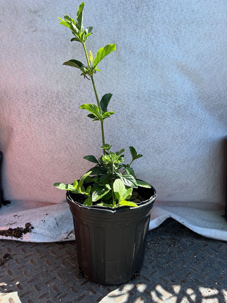 ruellia-caroliniensis-wild-petunia