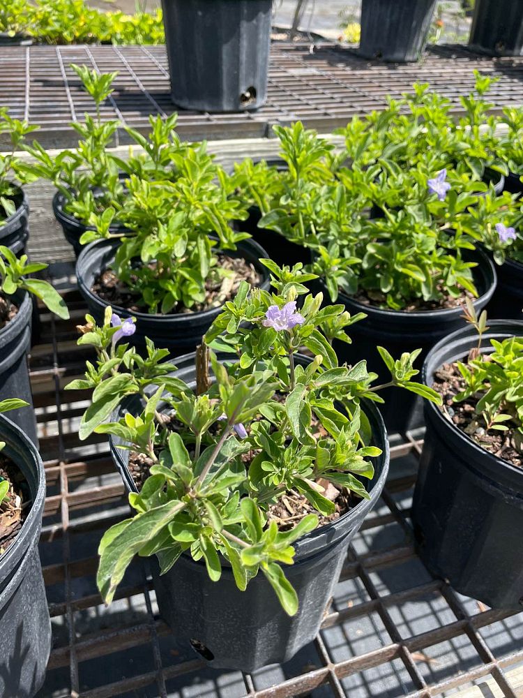 ruellia-caroliniensis-wild-petunia