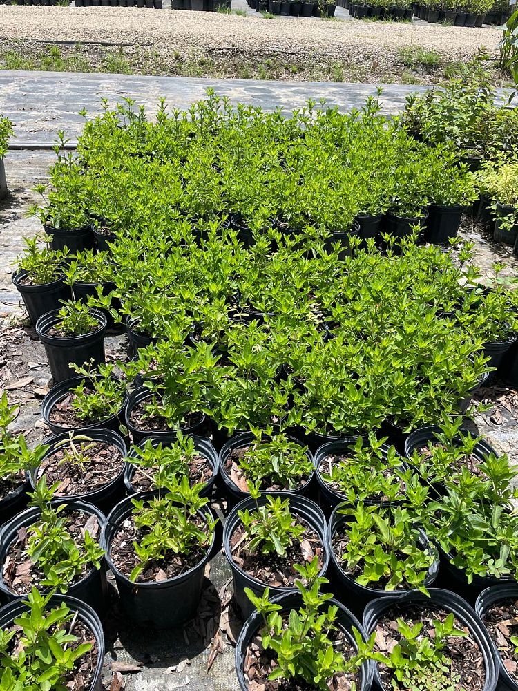 ruellia-caroliniensis-wild-petunia