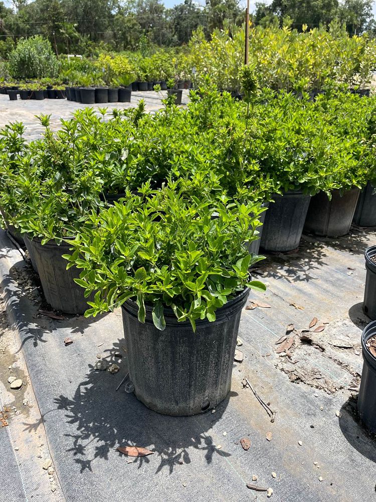 ruellia-caroliniensis-wild-petunia