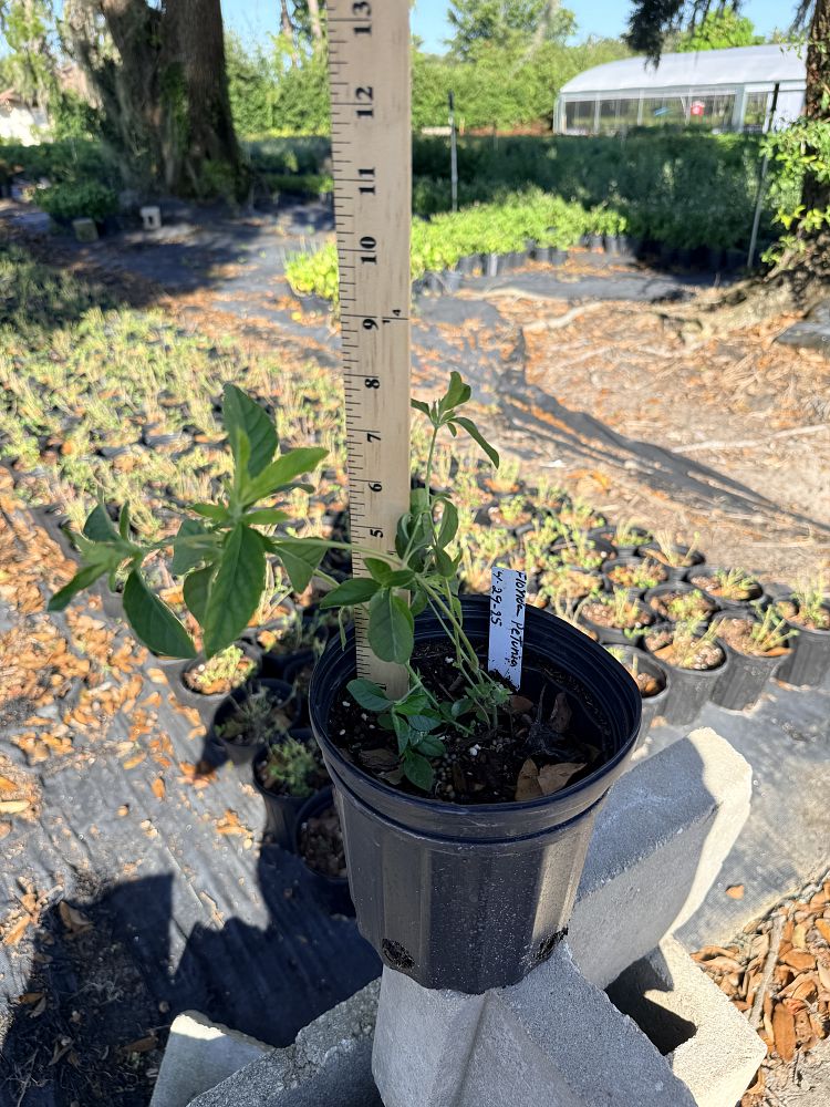 ruellia-caroliniensis-wild-petunia