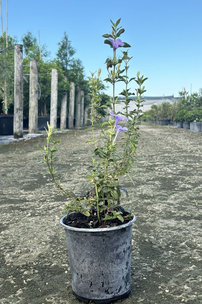 ruellia-caroliniensis-wild-petunia
