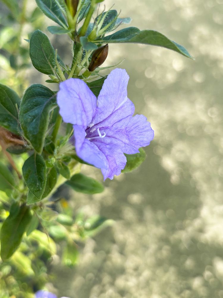 ruellia-caroliniensis-wild-petunia
