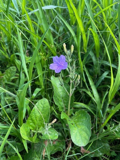 ruellia-ciliatiflora-hairy-flower-wild-petunia