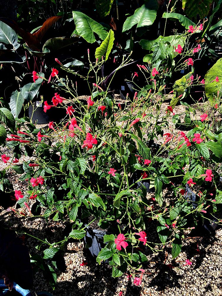 ruellia-elegans-ragin-cajun-reg-ruellia