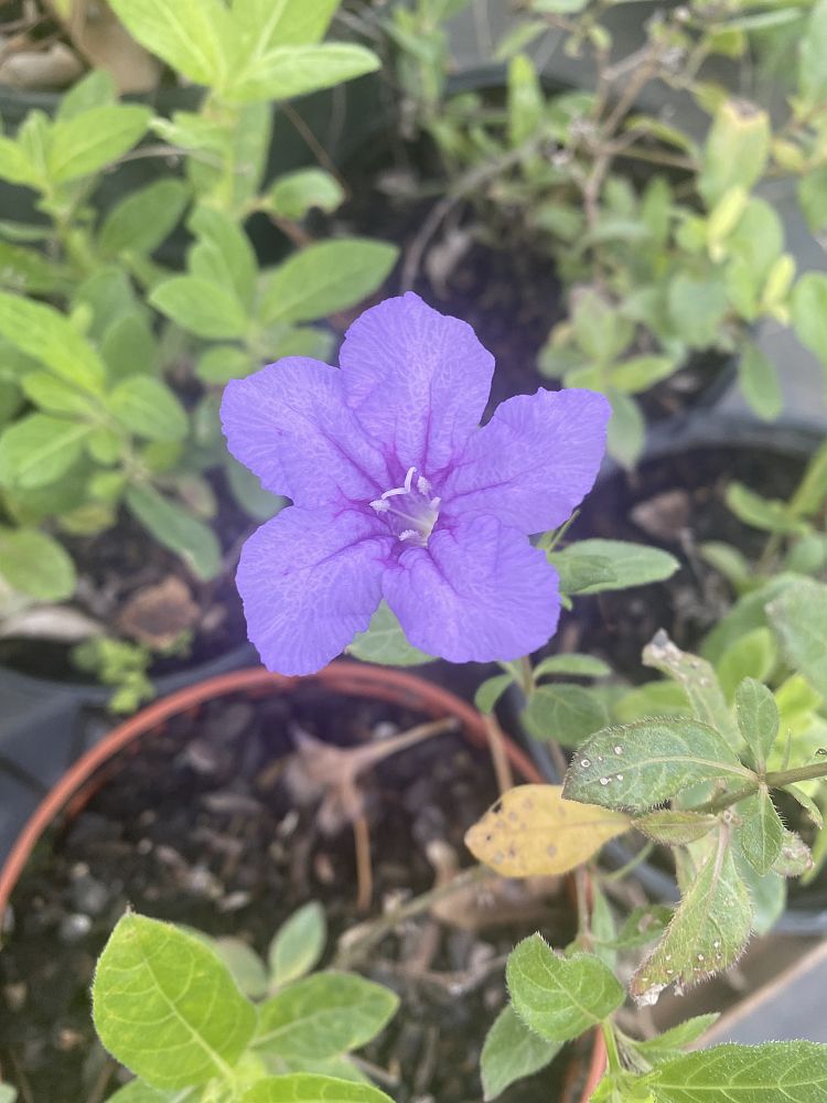 ruellia-humilis-wild-petunia