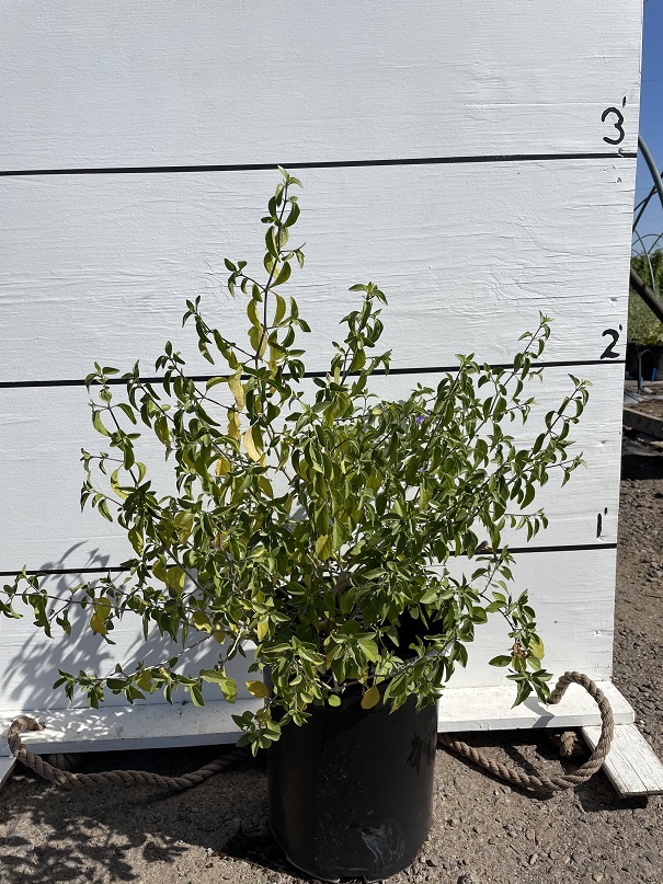 ruellia-peninsularis