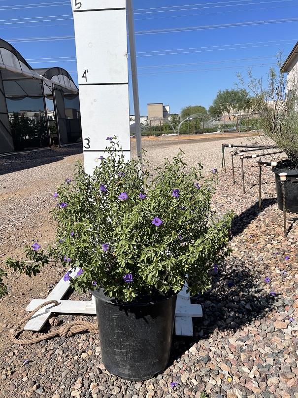 ruellia-peninsularis