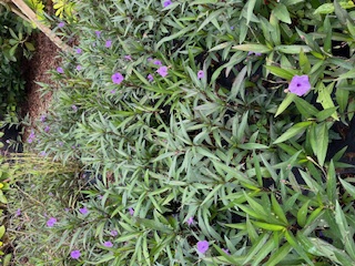 ruellia-simplex