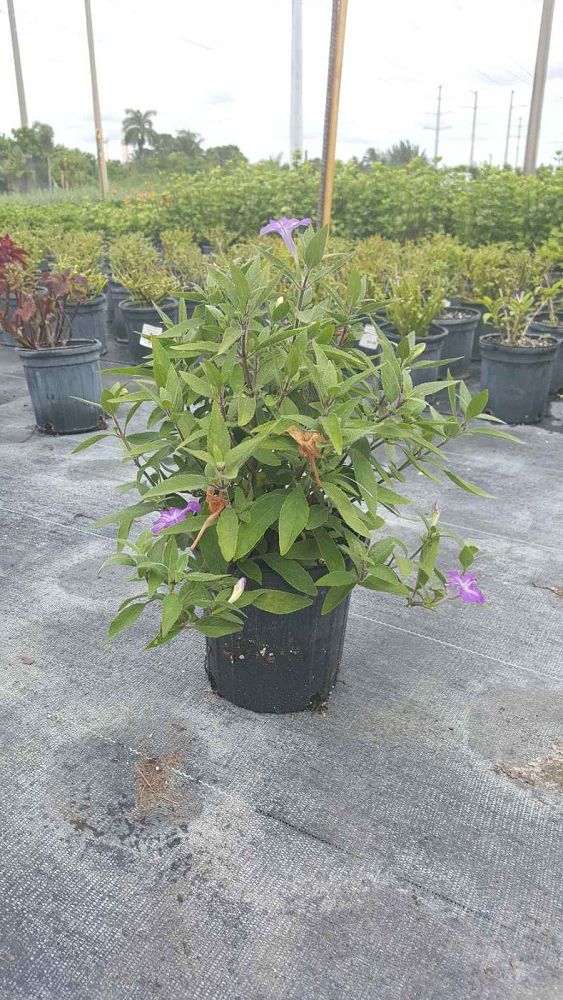 ruellia-squarrosa-blue-shade-florida-bluebells-mexican-blue-bells-mexican-petunia-desert-petunia
