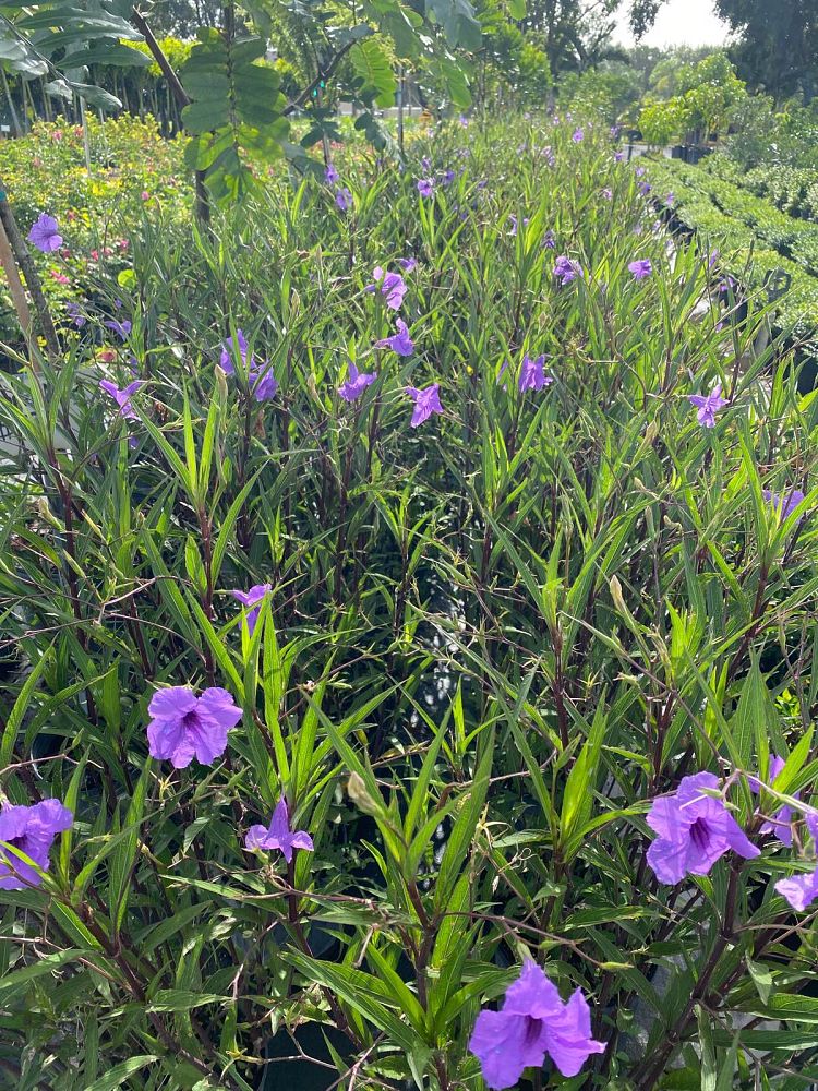 ruellia-squarrosa-blue-shade-ruellia-mexican-petunia