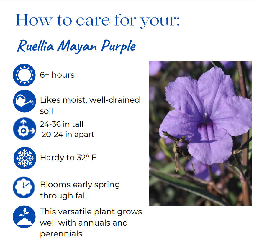 ruellia-squarrosa-blue-shade-ruellia-mexican-petunia