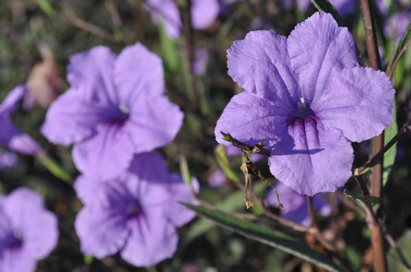 ruellia-squarrosa-blue-shade-ruellia-mexican-petunia