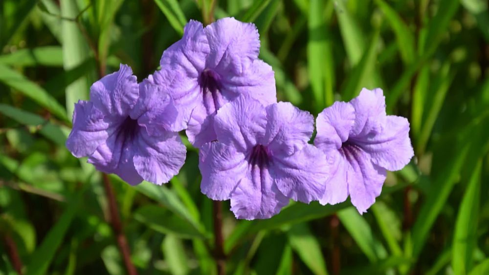 ruellia-squarrosa-blue-shade-ruellia-mexican-petunia