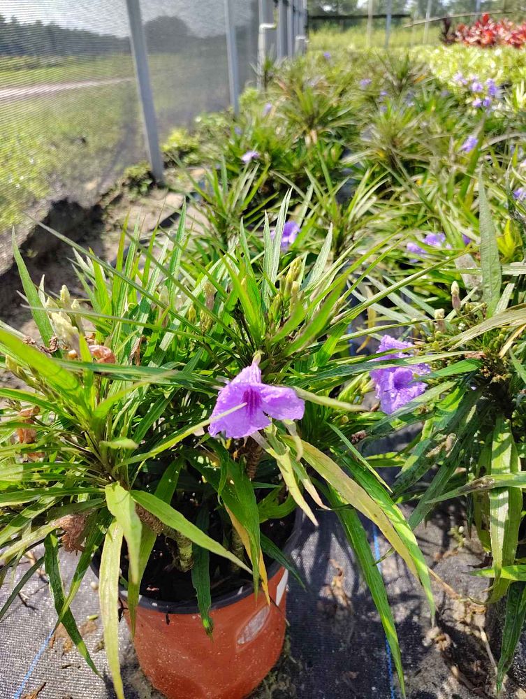 ruellia-tweediana-purple-fountain-florida-bluebells-mexican-blue-bells-mexican-petunia-desert-petunia