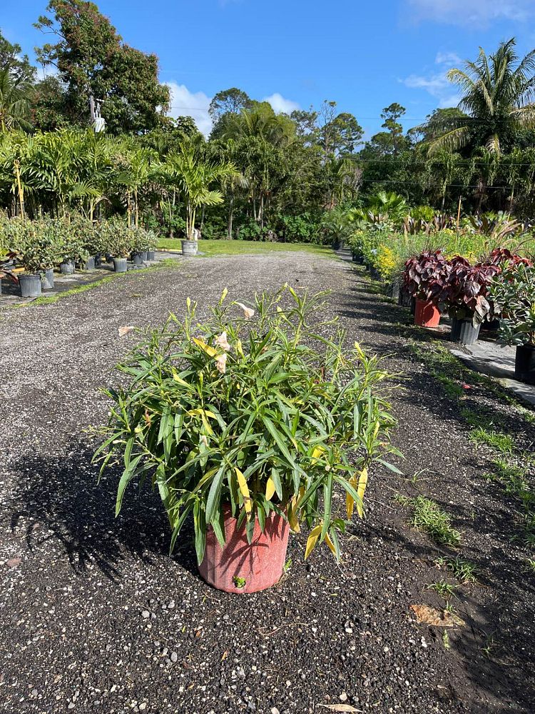 ruellia-white-diamonds-water-ruellia