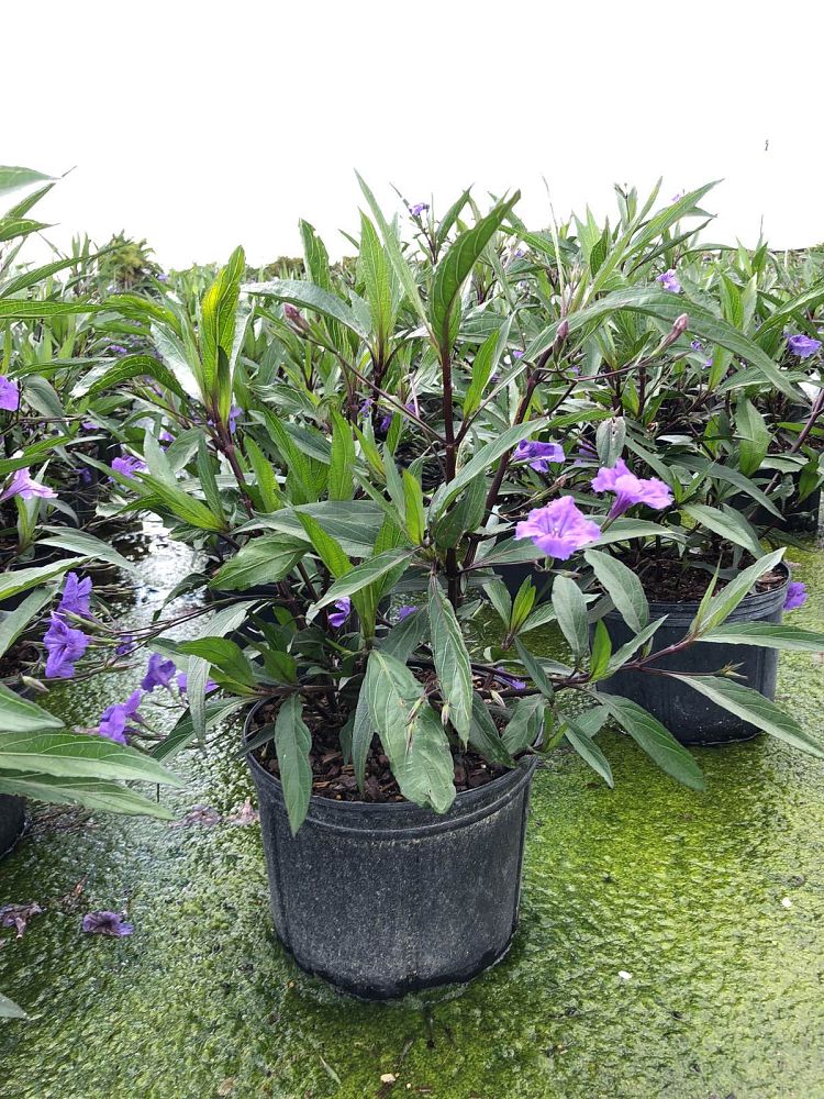 ruellia-wild-petunia