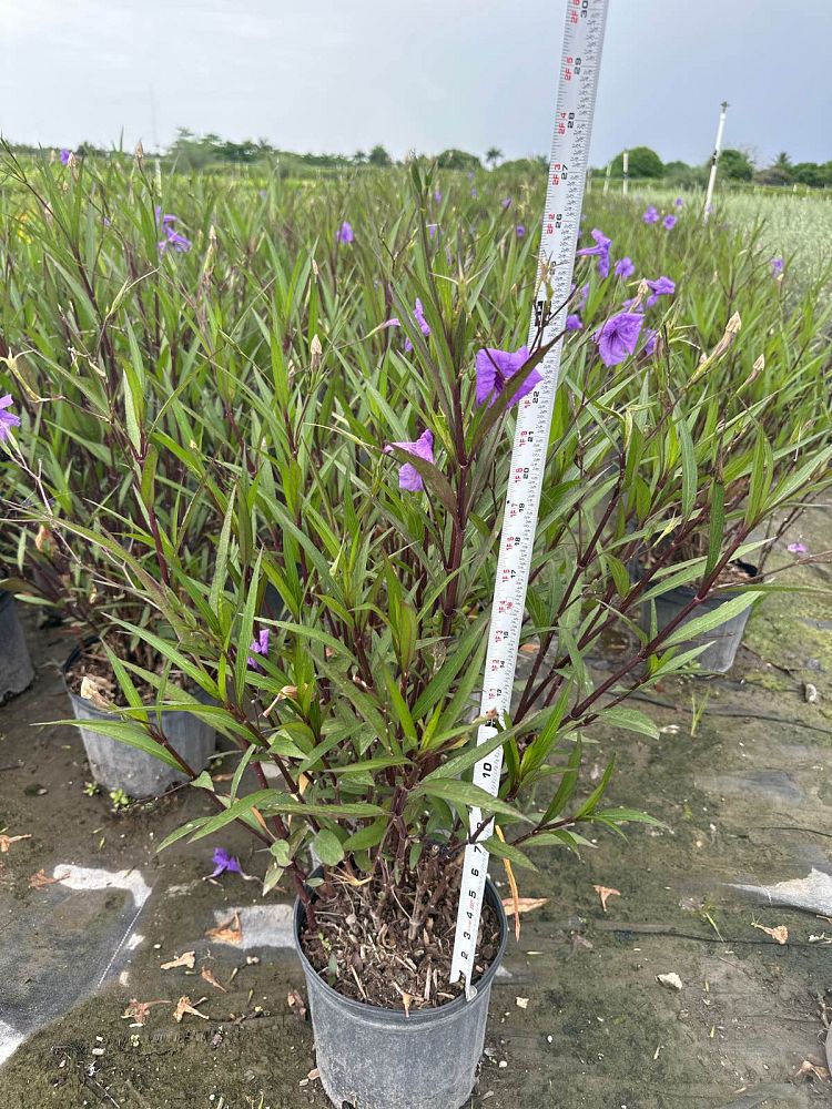 ruellia-wild-petunia