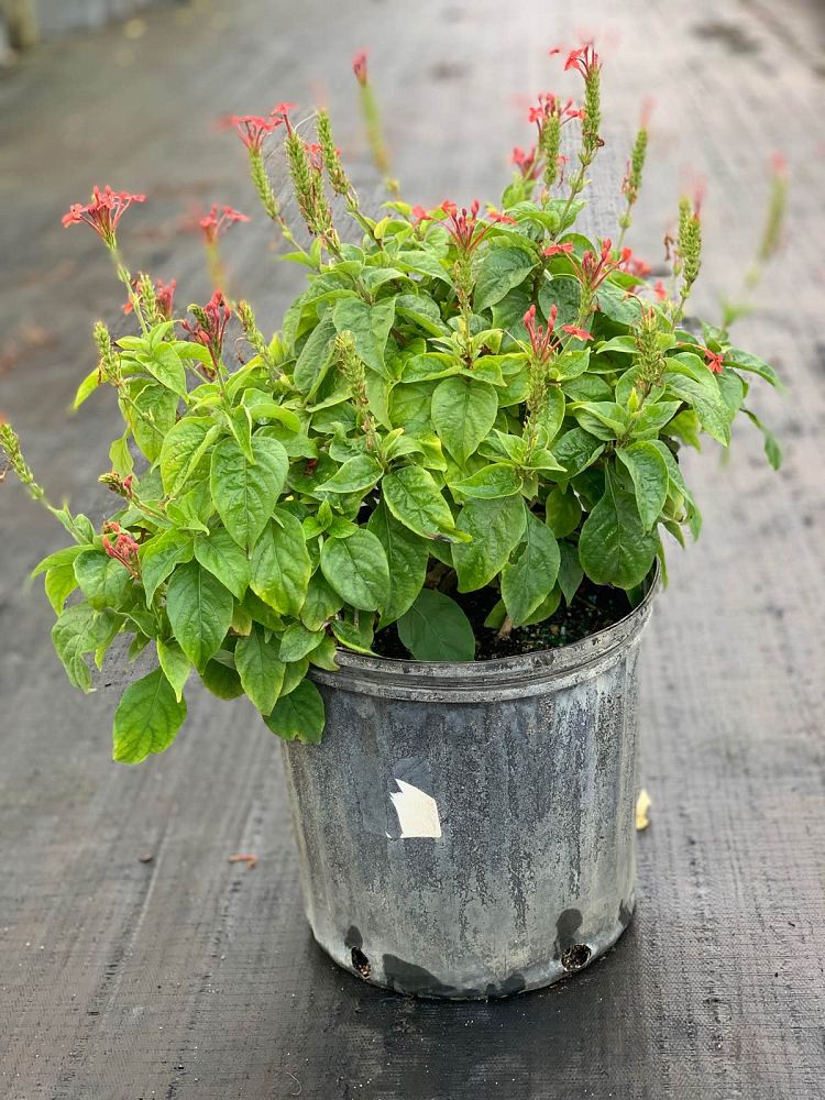 ruspolia-hypocrateriformis-firecracker-bush