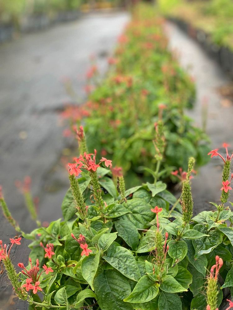 ruspolia-hypocrateriformis-firecracker-bush