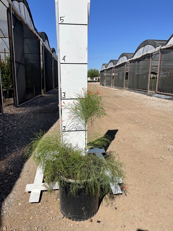 russelia-equisetiformis-coral-fountain-firecracker-bush