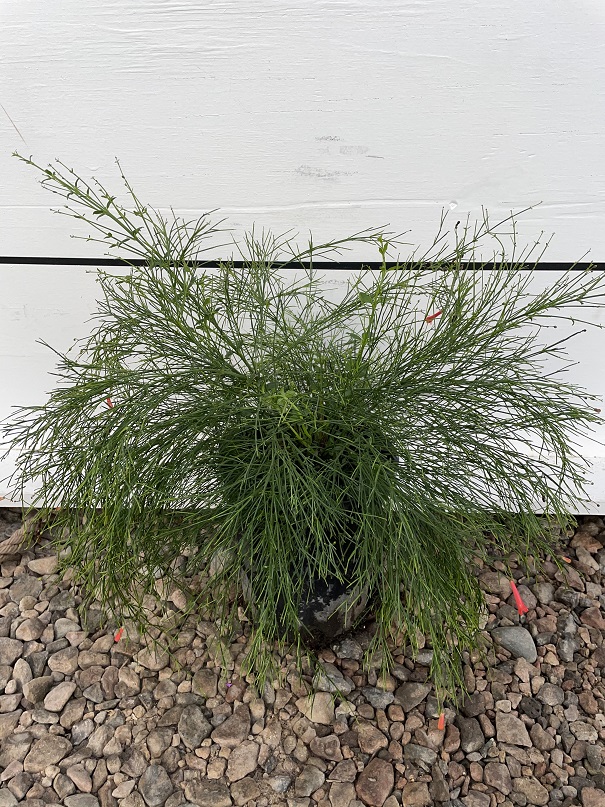 russelia-equisetiformis-coral-fountain-firecracker-bush