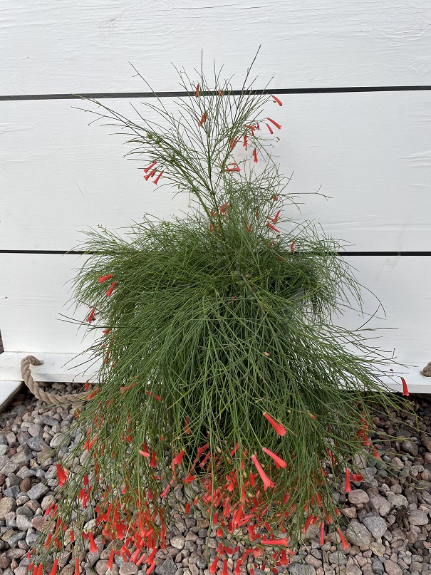 russelia-equisetiformis-coral-fountain-firecracker-bush
